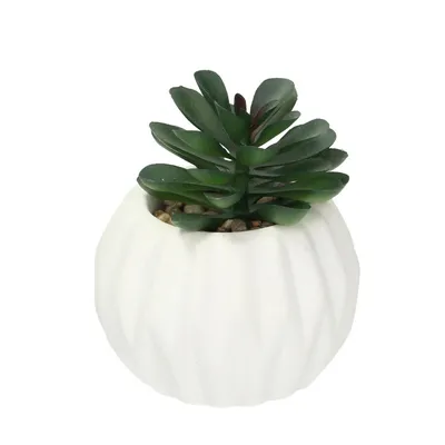 Obrázek produktu pro Dekorace Crasulla 12cm