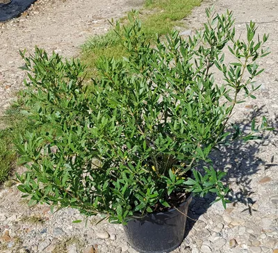 Image de Phillyrea angustifolia / Filaire à feuilles étroites