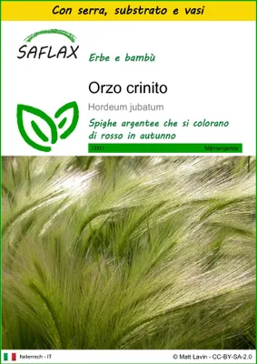 Immagine prodotto di SAFLAX Insieme di coltivazione - Orzo crinito - 70 semi - Hordeum