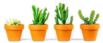 Obrázek produktu pro Gardners Crassula mix, průměr 6 cm