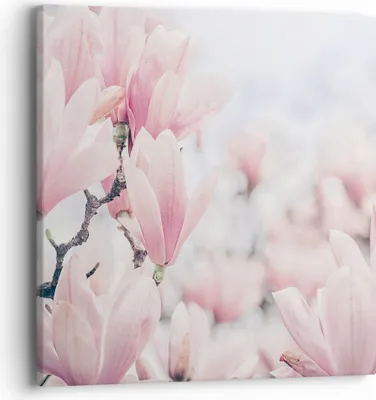 Produktbild von Bild auf Leinwand - Leinwandbild - Einteilig - Magnolie Blumen Rosa - 40x40cm - Wand Bild - Wanddeko - Wandbilder - Leinwanddruck - Bilder - Wanddekoration - Leinwand bilder - Wandbild - AC40x40-4396