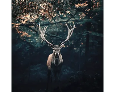 Produktbild von Glasbild Deer In The Dark 50x50 cm