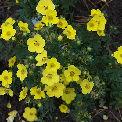 Obrázok produktu pre 2 x  kvetináč s kvetinami  - Potentilla fruticosa 'Sommerflor'  | 25-30 cm v kontajneri