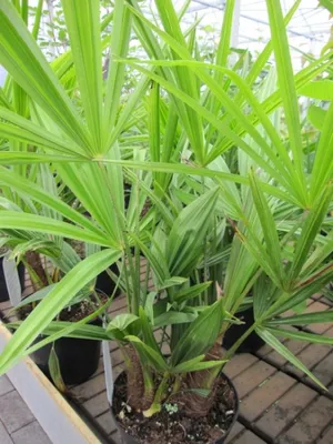 Produktbild von Chinesische Hanfpalme - Tessiner Palme - Trachycarpus fortunei 40-60