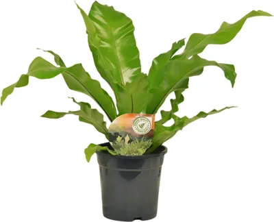Immagine prodotto di Felce a nido Asplenium Nidus, Ø17cm, altezza 60cm, pianta da appartamento di