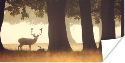 Produktbild von MuchoWow® Poster Hirsche - Bäume - Wald 40x20 cm - Poster für die Wand - Poster Schlafzimmer