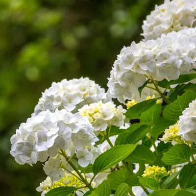 Produktbild von GreenboutiQ - Hortensie - Hydrangea macrophylla Blau - Blüte Weiß - 3 Pflanzen - 1 m2 - Laubabwerfend - Wenig Pflege - Topf 17cm Höhe 30cm