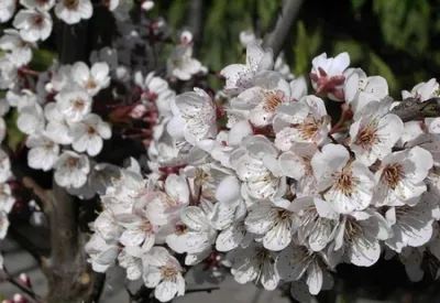 Produktbild von Prunus Trailblazer - Blutpflaume Trailblazer 60-100cm