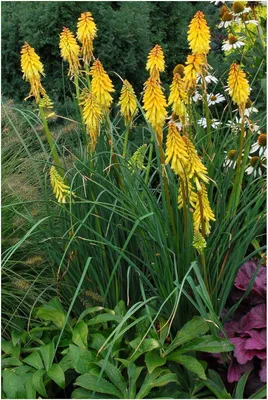 Produktbild von Stauden Gänge 10 x Kniphofia ‘Banana Popsicle’ - Fackellilie Gelb - Strahlende Gelbtöne für sonnige Gartenträume - Dauerblüher - Nektarreiche Kerzen
