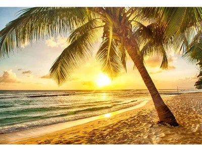 Immagine prodotto di Solidchoice - Sfondo da spiaggia tropicale, dimensioni 3x2,5 metri, con palme