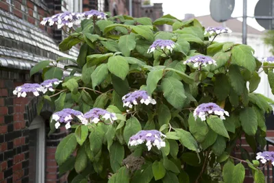 Produktbild von Hydrangea aspera 'Macrophylla', Samthortensie, 40–60 cm, große Blätter