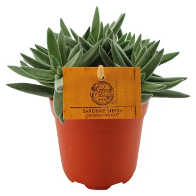 Produktbild von Crassula Tenelli - Ø11cm - ↕15cm | Jadepflanze