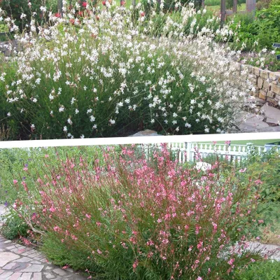Produktbild von Stauden Gänge 2 x Gaura lindheimeri Kollektion - Prachtkerze Weiß und Rosa - Dauerblüher - Zwei Sorten, ein harmonisches Blütenmeer