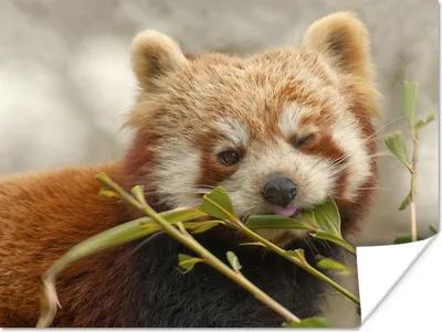 Produktbild von MuchoWow® Poster Roter Panda - Pflanze - Nahrung 160x120 cm - Foto Plakat