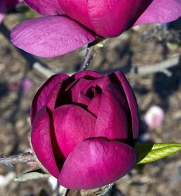 Produktbild von Magnolie ´BLACK TULIP®´ 20-30 cm, Cont. 2 l