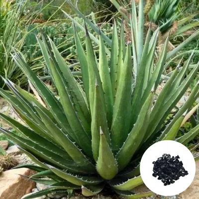 Image de Graines exotiques - Lot de 10 - Rustique - Agave Lechuguilla - Agave lechuguilla