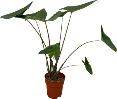 Produktbild von Trendyplants - Alocasia Zebrina - Zimmerpflanze - Höhe 70-90 cm - Topfgröße Ø19cm