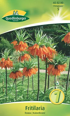 Produktbild von Fritilaria Kaiserkrone rot (1 Stück) | Kaiserkronenzwiebeln von Quedlinburger