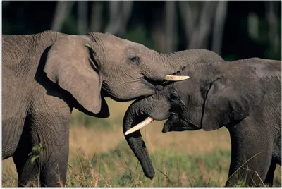 Produktbild von MuchoWow® Poster Elefant - Tiere - Grau - Natur 60x40 cm - Schlafzimmerdekoration