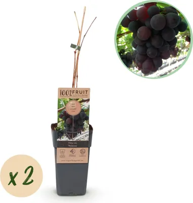 Produktbild von Weinrebe Vitis vinifera Himrod kernlos Traube Weintraube 2 Pflanzen 50cm Ø15cm