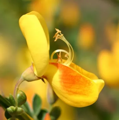 Produktbild von Cytisus scoparius Jessica - Gelbroter Ginster Jessica - Edelginster - Schmuckginster - Geißklee
