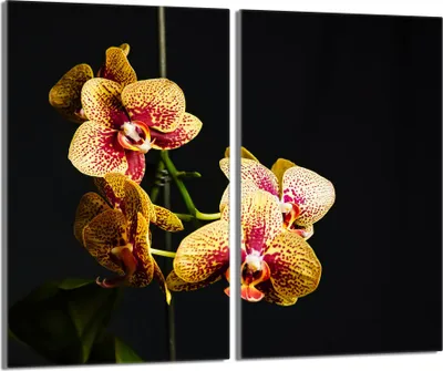 Produktbild von Glasschutzplatte für den Herd 2x30x52 Orchidea