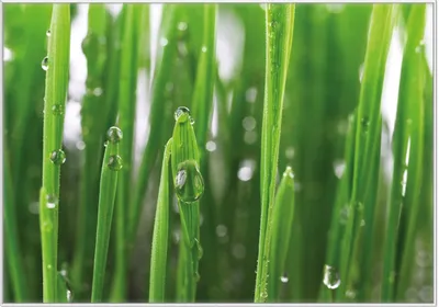 Produktbild von Wallario Wandbild Wassertropfen an Grashalmen, Größe: 70,30 x 100,30 cm, Poster mit weißem Kunststoffrahmen