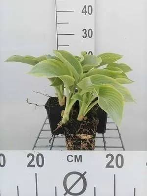 Productafbeelding van 6 x Hosta sieboldiana 'Frances Williams' - pot Ø 9 x 9 cm