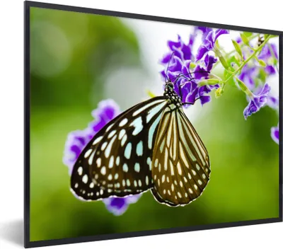 Produktbild von MuchoWow® Gerahmtes Poster Lavendel - Schmetterling - Botanisch 80x60 cm - Poster mit Schwarzem Bilderrahmen Wandposter Rahmen Foto Bilder - Schwarzem - Mit Gestell
