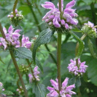 Obrázok produktu pre 6 x hľuzovitá ohňovka - Phlomis tuberosa | kvetináč 9cm x 9cm