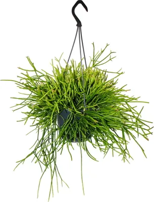 Immagine prodotto di Urban Jungle Elegance - Cactus semaforo moderno con grande struttura fogliare - Rhipsalis pulchra - 15cm