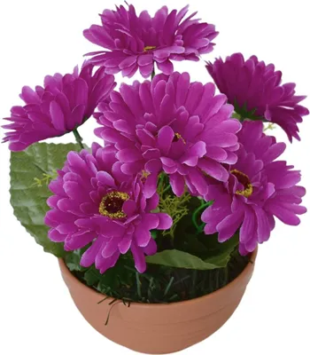 Zdjęcie produktu dla Gerbery fioletowe 7 kwiatów w terakotowej misce Ø22/ 24 cm