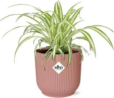 Zdjęcie produktu dla Zielona lilia (Chlorophytum comosum variegatum) - roslina doniczkowa, srednica