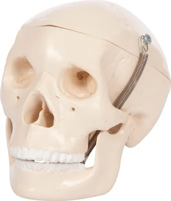 Produktbild von Mini-Schädel 3-tlg. Anatomie Modell, Anatomische Lehrmittel, Med. Lehrmittel