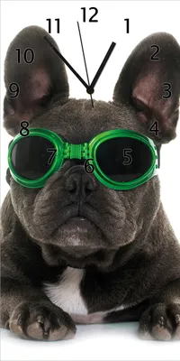 Produktbild von Wallario Design Wanduhr Cooler Hund mit Sonnenbrille in grün - Französische Bulldogge aus Echtglas, Größe 30 x 60 cm