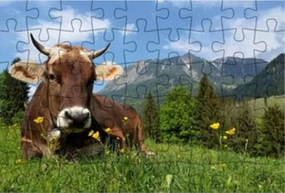 Zdjęcie produktu dla Puzzle pocztówka Allgäu, motyw: krowa na łące