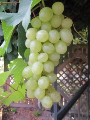 Produktbild von Vitis vinifera Bacchus-Traube, weiße, aromatische Trauben, mehltaufest