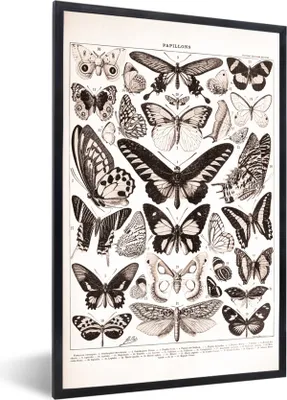 Produktbild von MuchoWow® Gerahmtes Poster Schmetterling - Insekten - Tiere 60x90 cm - Poster mit Schwarzem Bilderrahmen Wandposter Rahmen Foto Bilder - Kunst