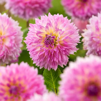 Zdjęcie produktu dla Dahlia Dalia Strzępiasta Sakura Fubuki 1 szt Dalie sadzonki dalii sadzonka