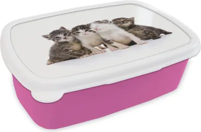 Produktbild von KitchenYeah® Lunchbox Brotzeit Brotdose 17x11 cm Katze - Haustiere - Fell - Porträt Kinder Brotzeitdose - Lunchpaket - Brotkasten  - Sandwich Box