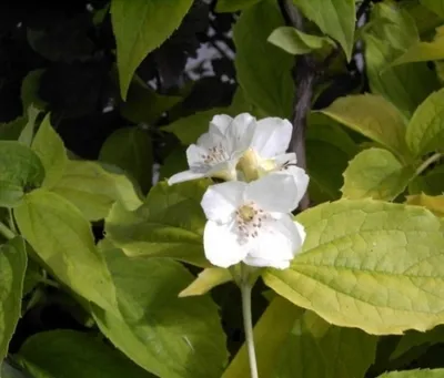 Produktbild von Gelber Europäischer Pfeifenstrauch - Falscher Jasmin - Philadelphus coronarius Aureus