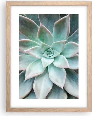 Produktbild von Gerahmtes Poster - Rahmen in heller Eiche - Blau Blätter Agave - 30x40 cm - Wand Bild - Wanddeko - Wandbilder - Kunstposter - Wandposter - Bilderrahmen - Bilder - Kunstdruck - P2NPA30x40-4628