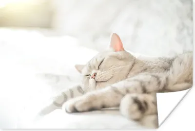 Produktbild von MuchoWow® Poster Die Katze schläft auf dem Sofa 30x20 cm - Plakate - Print