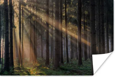 Produktbild von MuchoWow® Poster Bäume - Wald - Sonne - Pflanzen 90x60 cm - Schlafzimmer