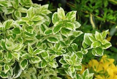 Image de 12 x Euonymus fort. 'Radicans' - Fusain rampant - Pot 9 cm x 9 cm