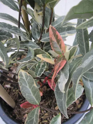 Produktbild von Trachelospermum jasminoides Variegatum - Buntlaubiger Sternjasmin - Rarität