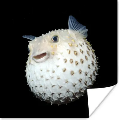 Produktbild von MuchoWow® Poster Fische - Meerestiere - Porträt 50x50 cm - Wohnzimmerdekoration