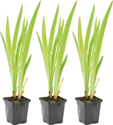 Zdjęcie produktu dla Bloomique - Zestaw 3 szt. - Iris Versicolor - Irys amerykański - Rośliny do oczek wodnych - Rośliny wodne - Odporne na zimę - Wysokość 20-30 cm - Doniczka 9 cm