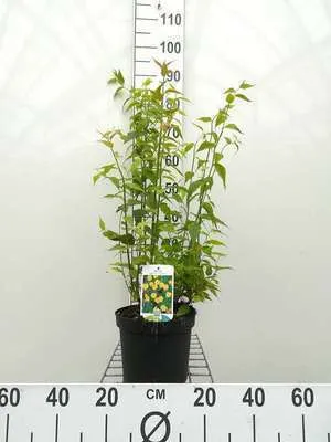 Imagen del producto de Kerria japonica 'Pleniflora' - Arbusto de ranúnculo, 50-60 cm - Para maceta