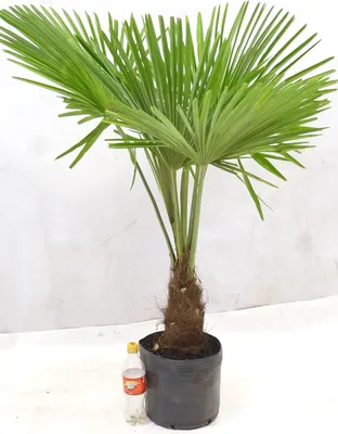 Produktbild von [Palmenlager] Winterharte Palme -Trachycarpus fortunei- 110/130 cm - dicker Stamm 30 cm/Chinesische Hanfpalme - 17°C
